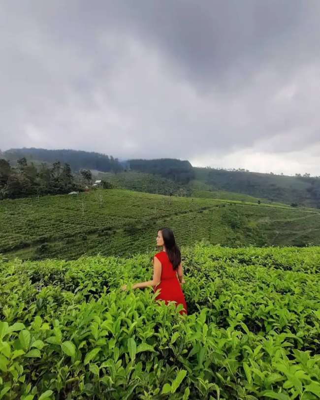 Kebun Teh Cipasung
