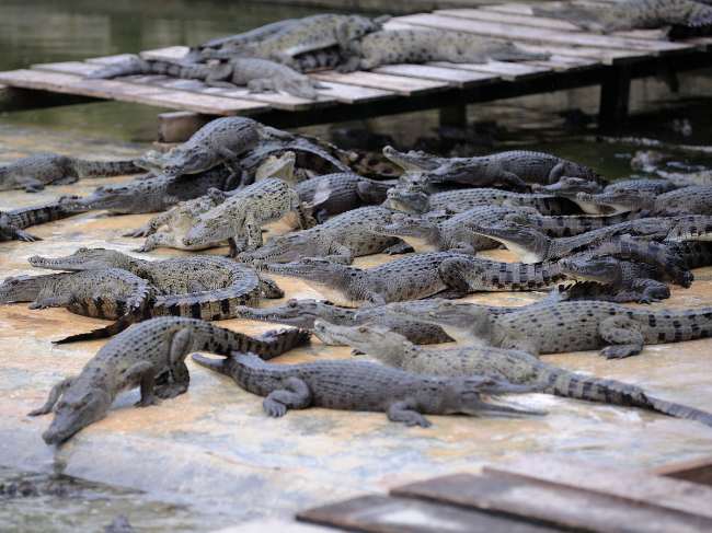 Peternakan Buaya