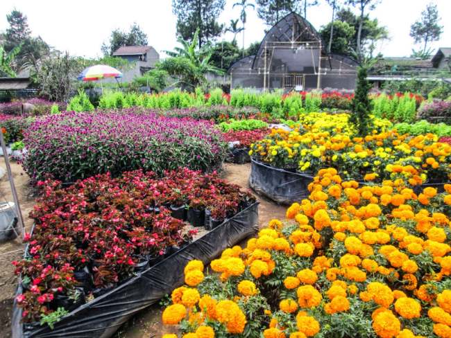 Taman Begonia
