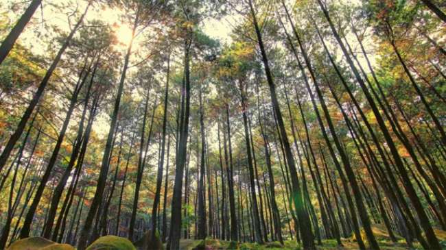 Taman Wisata Alam Gunung Pancar