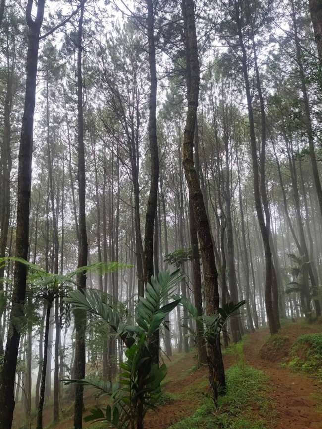 Telaga Surian