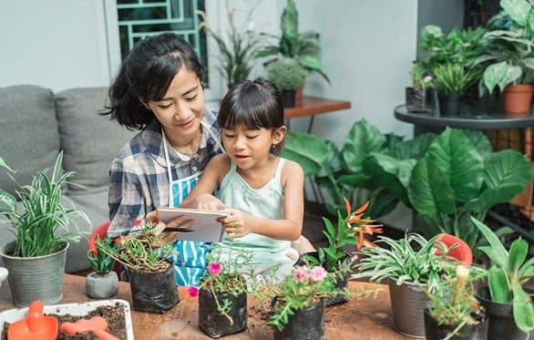 berkebun di rumah