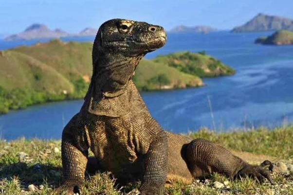 pulau komodo